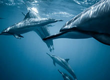 开云官网：以用户为中心的数字生活新入口